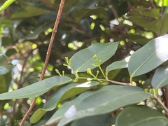Melodinus