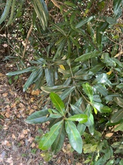 Planchonella cinerea