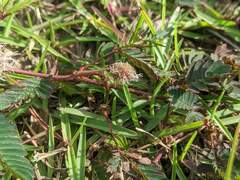 Mimosa pudica