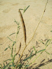 Sesbania pachycarpa image