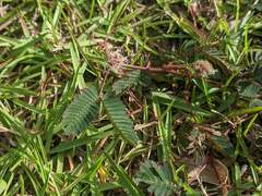 Mimosa pudica