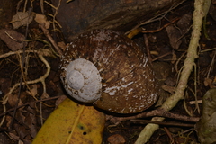 Hedleyella falconeri