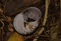 Hedleyella falconeri