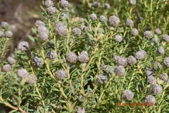 Leucadendron linifolium