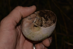 Hedleyella falconeri