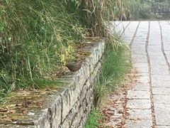 Trochalopteron morrisonianum