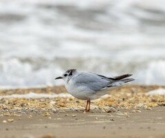 Hydrocoloeus minutus