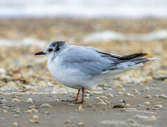 Hydrocoloeus minutus