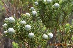 Leucadendron linifolium