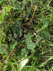 Mimosa pudica
