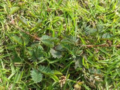 Mimosa pudica