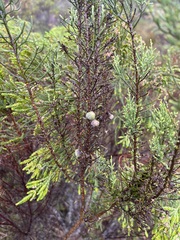 Dicerothamnus rhinocerotis