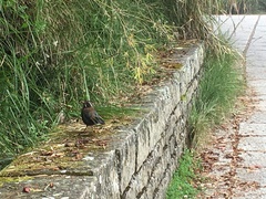 Trochalopteron morrisonianum