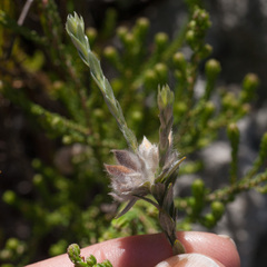 Amphithalea tomentosa