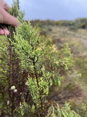 Dicerothamnus rhinocerotis