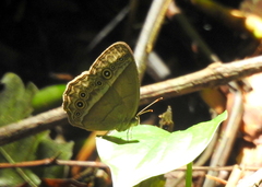Mycalesis orseis