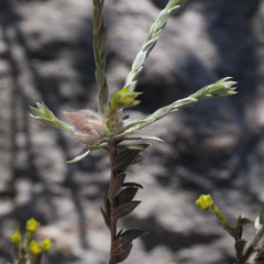 Amphithalea tomentosa