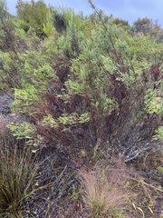 Dicerothamnus rhinocerotis