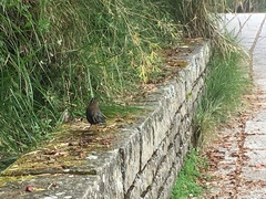 Trochalopteron morrisonianum