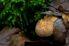 Hydnum rufescens