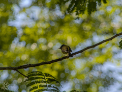Culicicapa ceylonensis