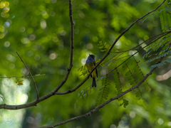 Culicicapa ceylonensis