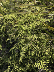 Gleichenia polypodioides