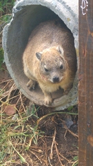 Procavia capensis capensis
