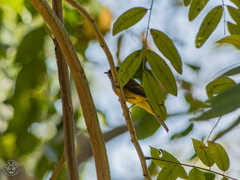 Culicicapa ceylonensis
