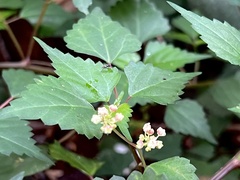 Laportea peduncularis