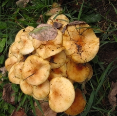 Flammulina