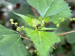 Laportea peduncularis