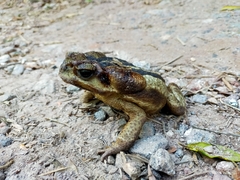 Rhinella icterica