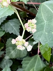 Laportea peduncularis