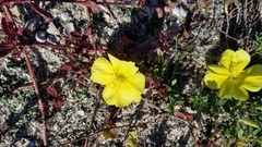 Oenothera drummondii
