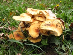 Flammulina