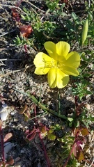 Oenothera drummondii