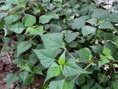 Laportea peduncularis