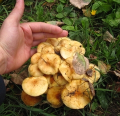 Flammulina