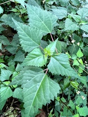 Laportea peduncularis