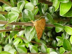 Mnesictena flavidalis
