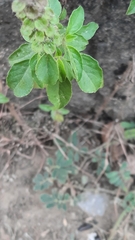 Ocimum tenuiflorum