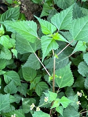 Laportea peduncularis