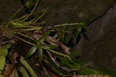 Dendrobium gracilicaule