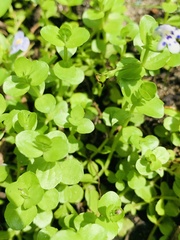 Bacopa monnieri