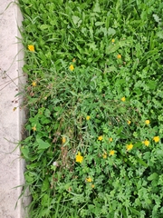 Reichardia picroides