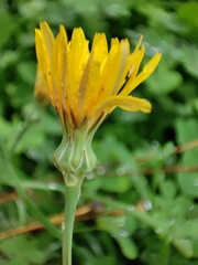 Reichardia picroides