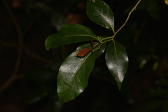 Endiandra discolor