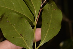 Endiandra discolor