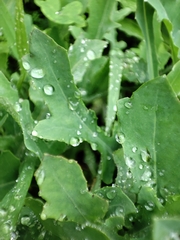 Reichardia picroides